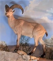 Day 2 - Live Largest Taxidermy Collection - Evansville, IN