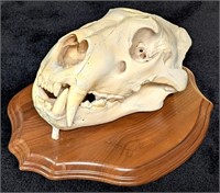 Day 1 - LIVE Largest Taxidermy Collection - Evansville, IN